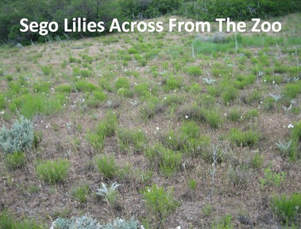 Sego Lilies Foothills