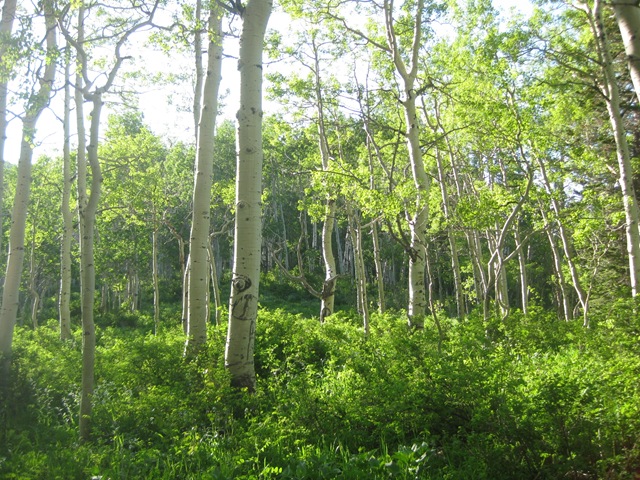 [mcaspen629095.jpg]