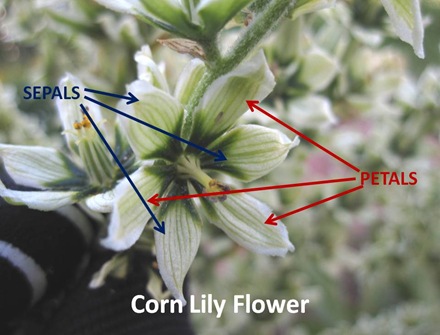 Corn Lily Closeup