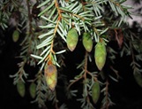 Hemlock Cones