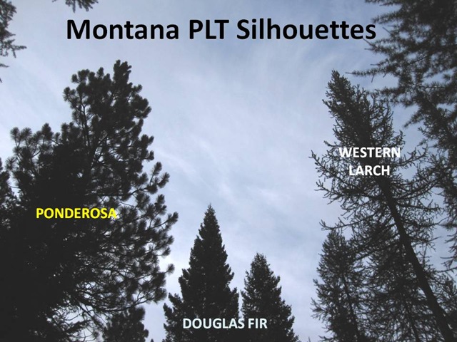 [PLTSilhouettes4.jpg]