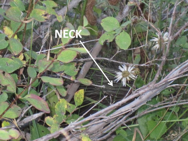 [Neckshot4.jpg]