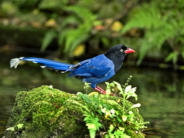 [Formosan Blue Magpie (Urocissa caerulea)[5].jpg]