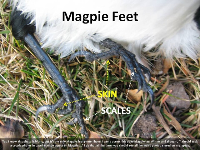 [Magpie Feet[5].jpg]