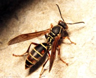 Polistes-fuscatus-05-01