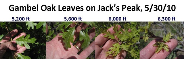 [Oak leaves altitude[4].jpg]