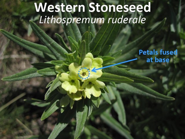 [Western Stoneseed[4].jpg]