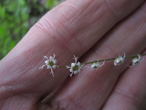 [MysterySaxifrageFlower8.jpg]