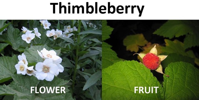 [Thimbleberry compare[4].jpg]