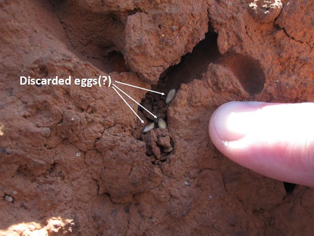[Eggcases5.jpg]