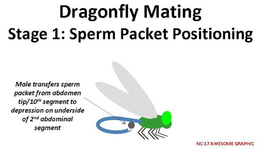 Dragonflies+mating+in+mid+air