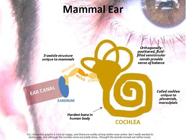[Mammal Ear2[4].jpg]