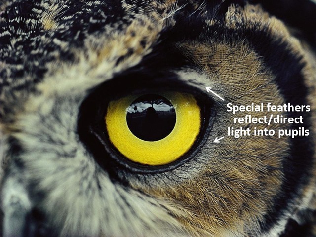[Owl Eye caption[11].jpg]