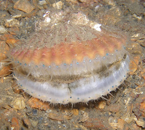 Scallop with lots of eyes