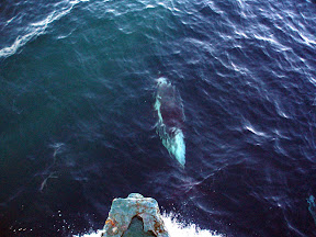 Dolphins again