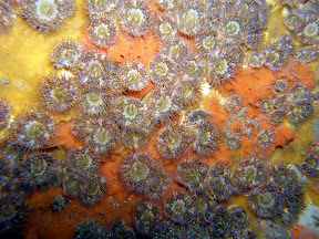 Anenome inside the Tabarka