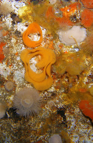 Nudibranch eggs. (got any bacon?)