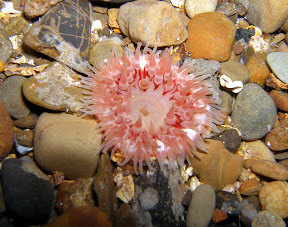 Dhalia Anenome