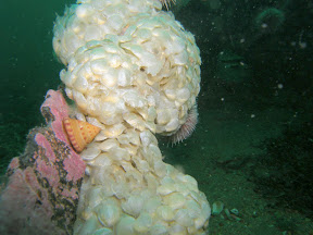 Whelk eggs ....lots and lots of Whelk eggs
