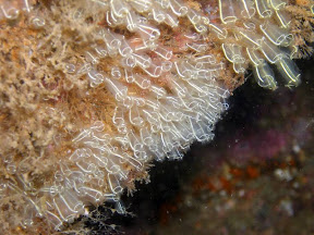 Lightbulb seasquirts