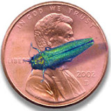Emerald Ash Borer (DNR photo)