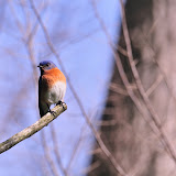Eastern Bluebird at Lake Red Rock (photo by Ron Huelse).