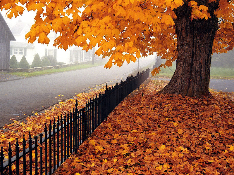 Nature wallpapers pack