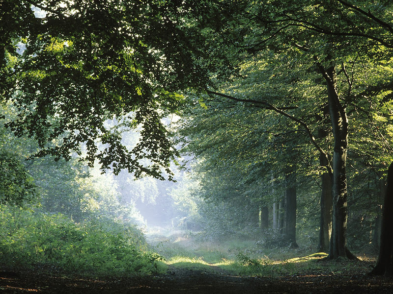Nature wallpapers pack