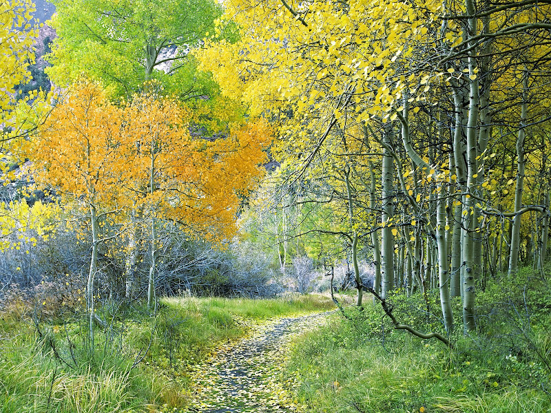 Nature wallpapers pack