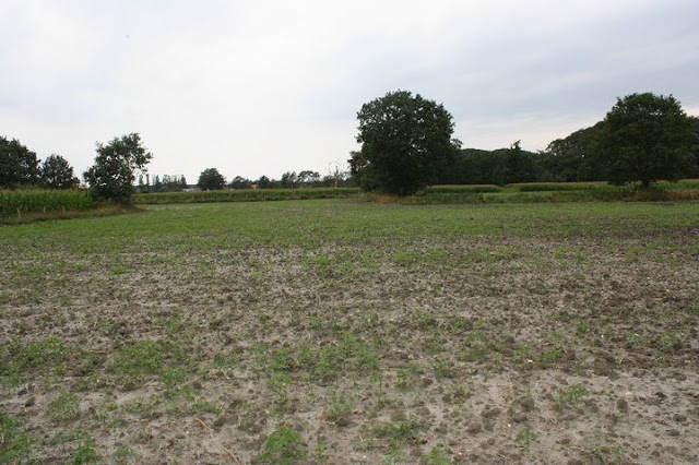 greenfields.jpg