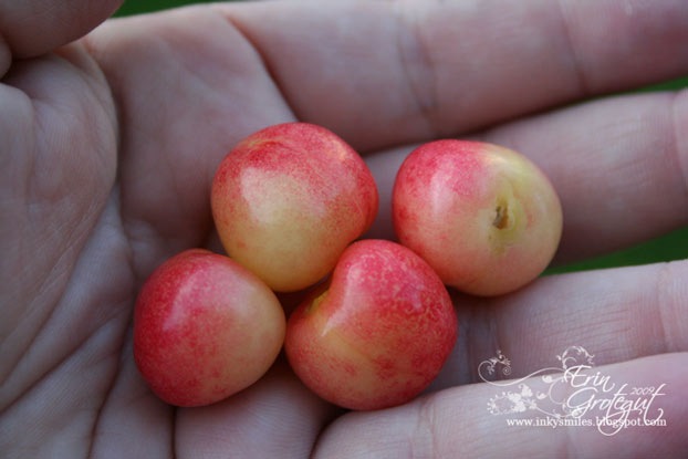[Cherry6web[5].jpg]