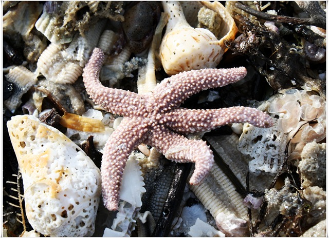 [starfish[3].jpg]