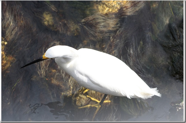 snowyegret1