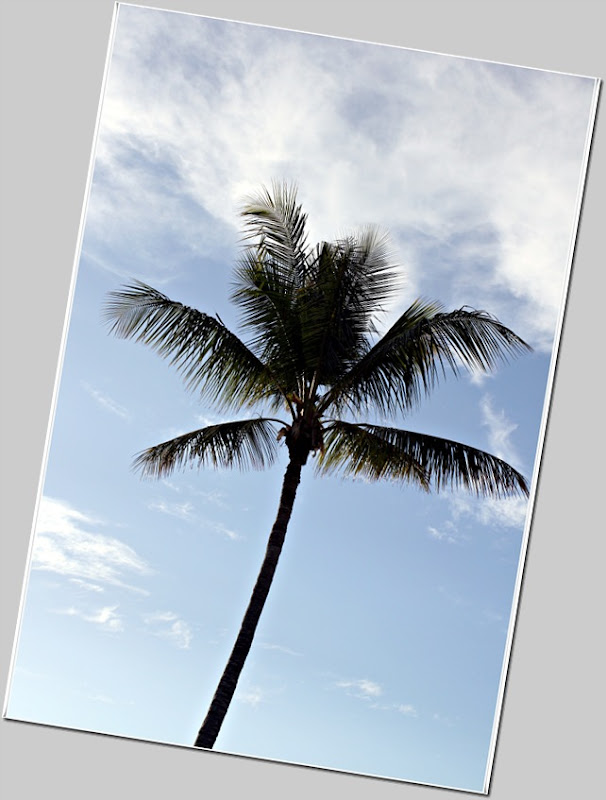 palm