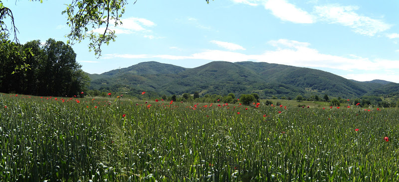 Polje pšenice i Kruševica