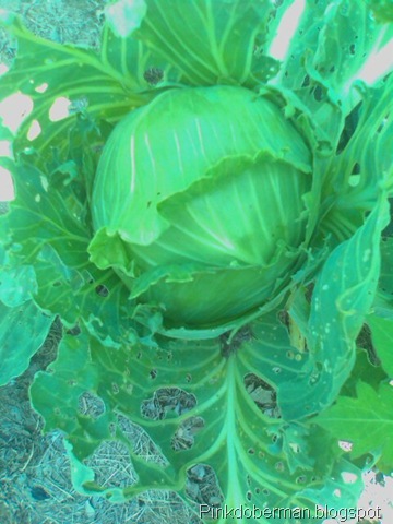 [Cabbage[3].jpg]