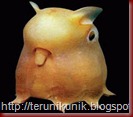 dumbo_octopus