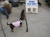 Awww, the pens are too wet. We'll just have to keep the humans on the cement.