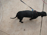 A nearly jet-back dobie doxie