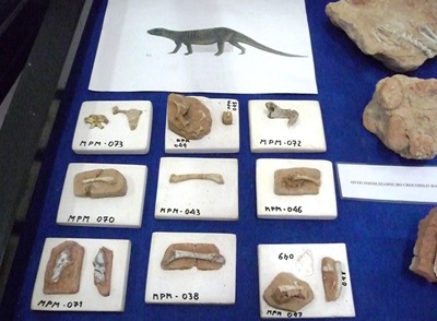 [11. restos ósseos do Mariliasuchus encontrados em Marília[6].jpg]