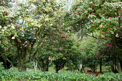 [Buçaco - jardim do palácio 13[4].jpg]