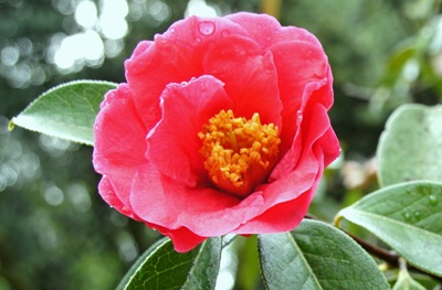 [Buçaco - jardim do palácio - camelia roa - flor 1[3].jpg]