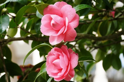 [Buçaco - jardim do palácio -  duas camélias rosa[3].jpg]