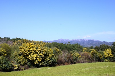 [minosa - arvores 1[5].jpg]