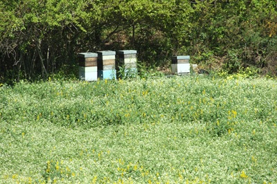 [jardim serralves  - apicultura[4].jpg]