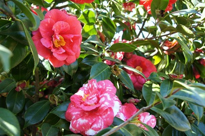 [jardim serralves - flor camélia vermelha 5[3].jpg]