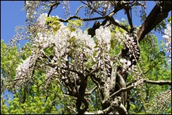jardim serralves - porto - glicínias brancas