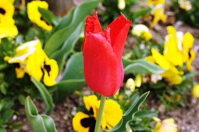 [1.Trancoso -  tulipa vermelha[3].jpg]