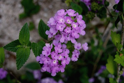 [lantanalilsGloriaIshizaka5.jpg]