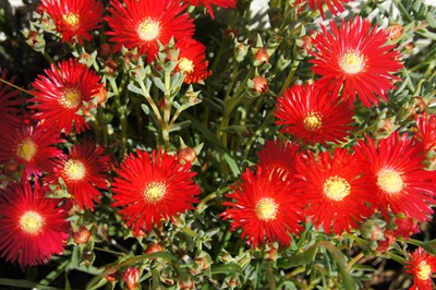 [floresdomeuquintalGloriaIshizaka5.jpg]